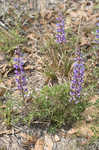 Sundial lupine